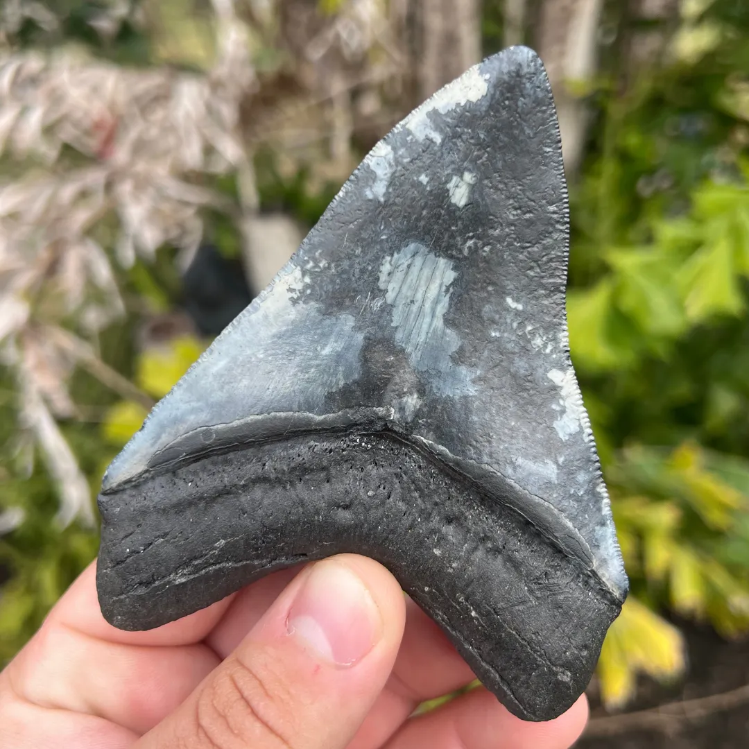 4.6 Inch Megalodon Fossil Tooth