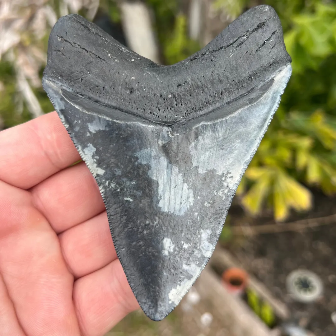 4.6 Inch Megalodon Fossil Tooth