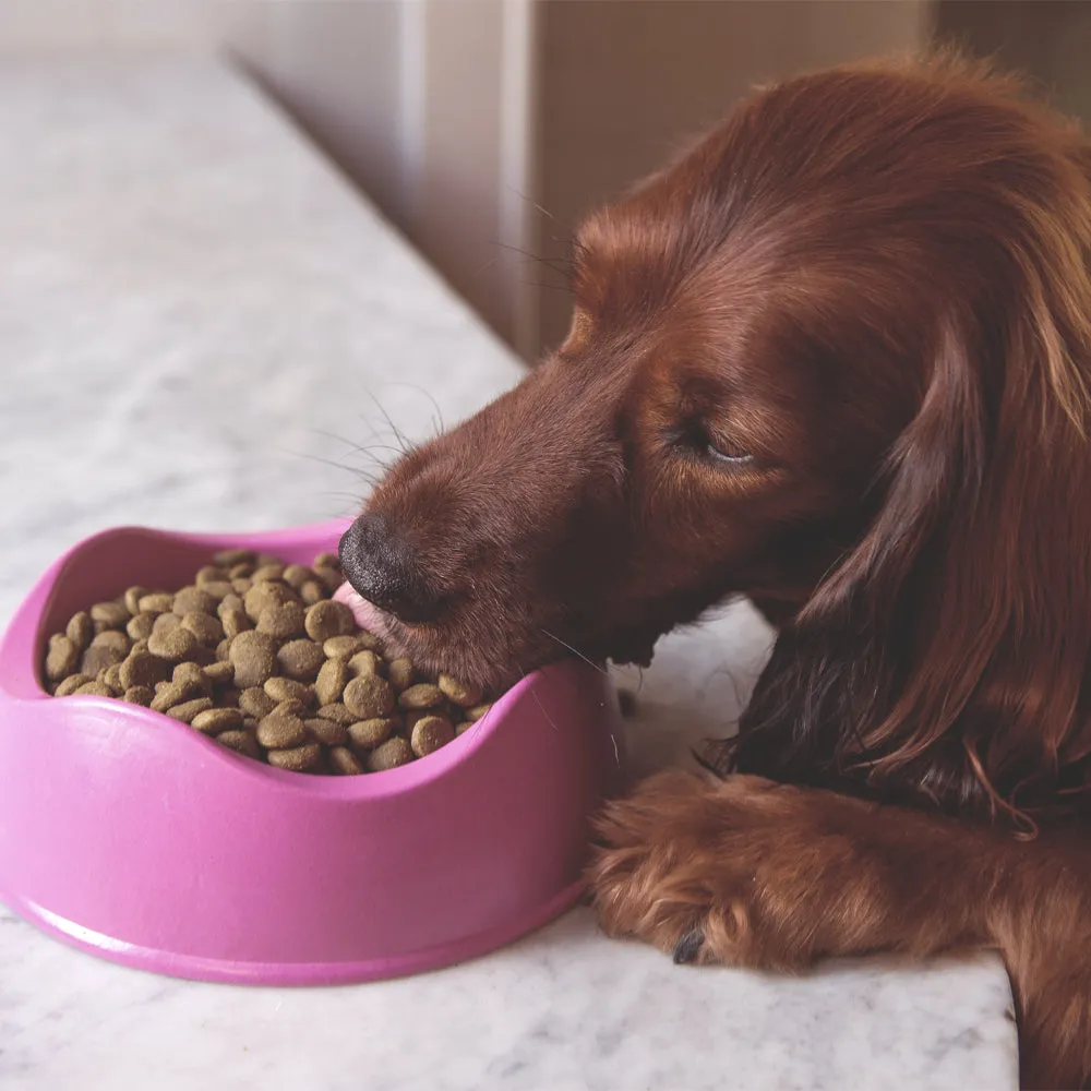 Bamboo Dog Bowl, Pink