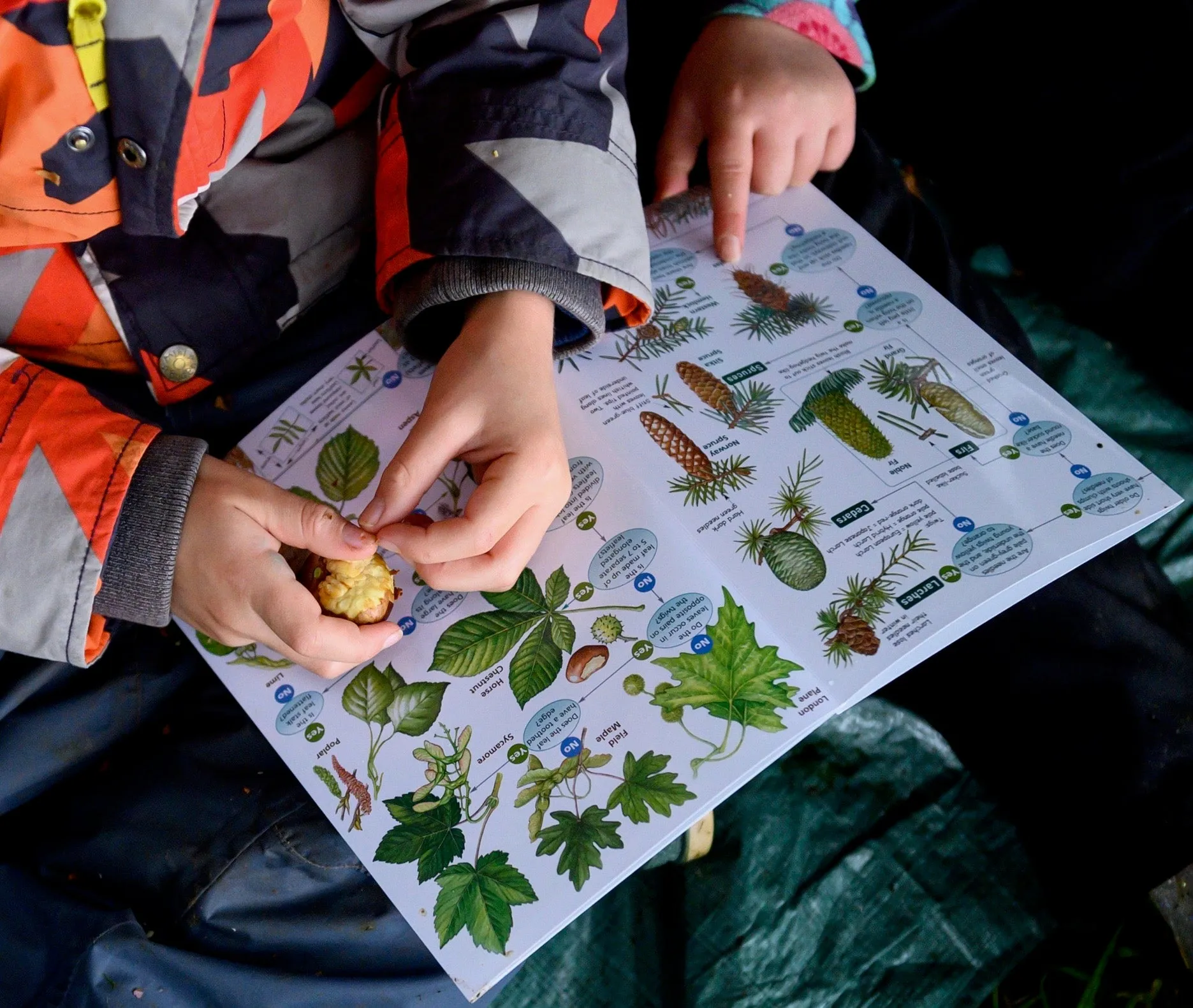 The Den Kit Company Plant A Tree Kit