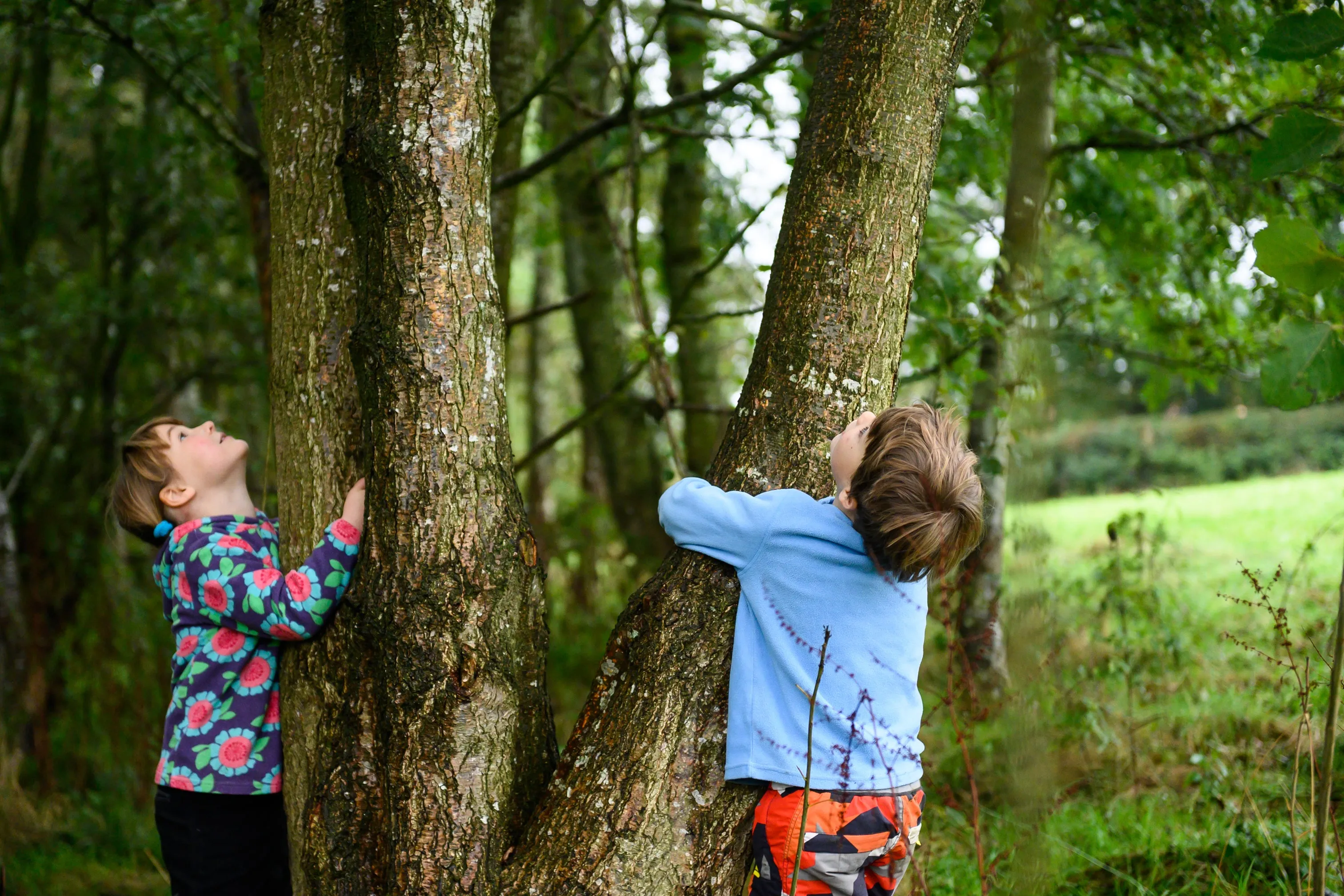 The Den Kit Company Plant A Tree Kit