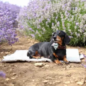 Ticking Stripe Picnic Pads