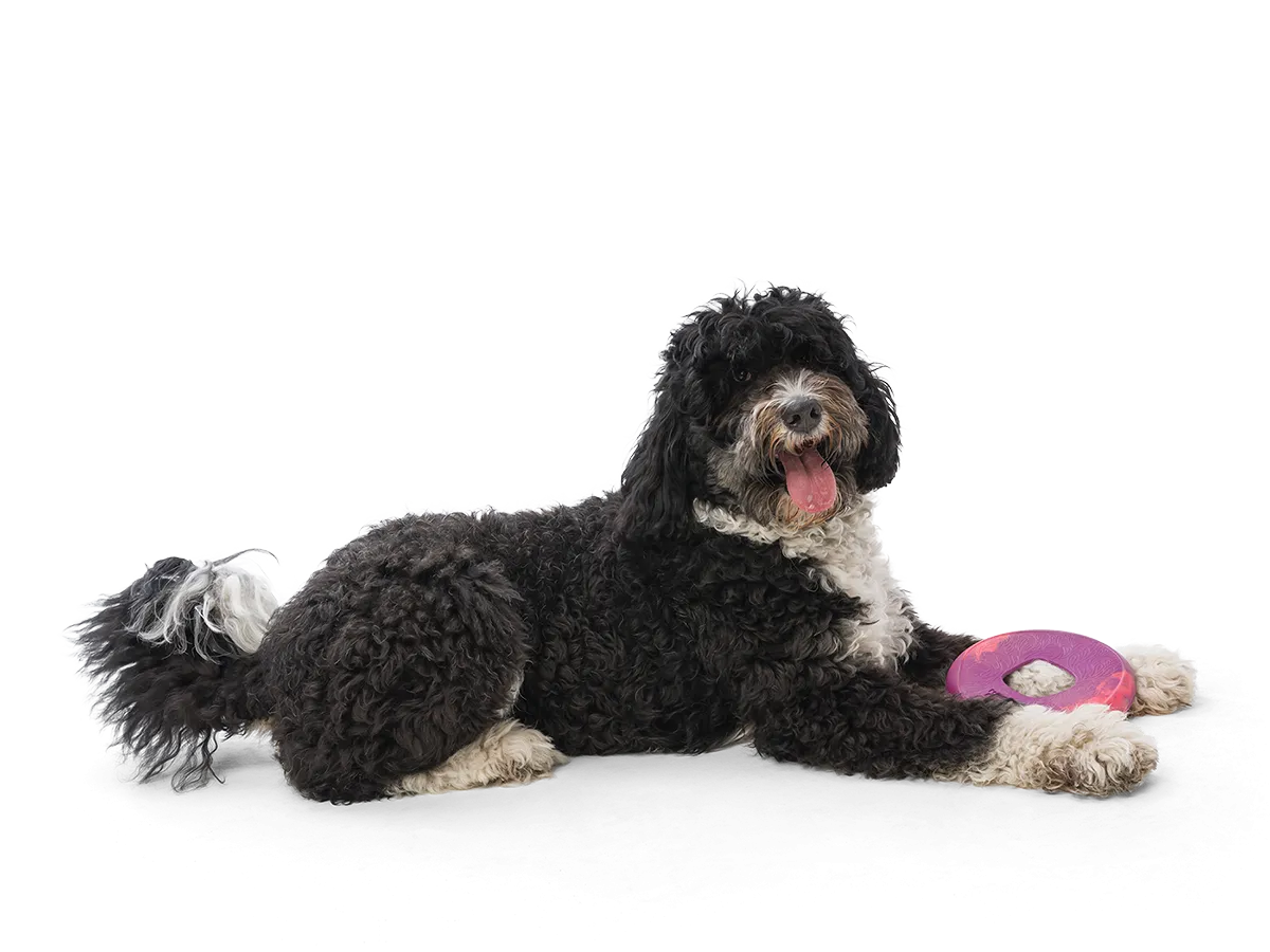 West Paw - Sailz® Dog Flying Disc Fetch Toy