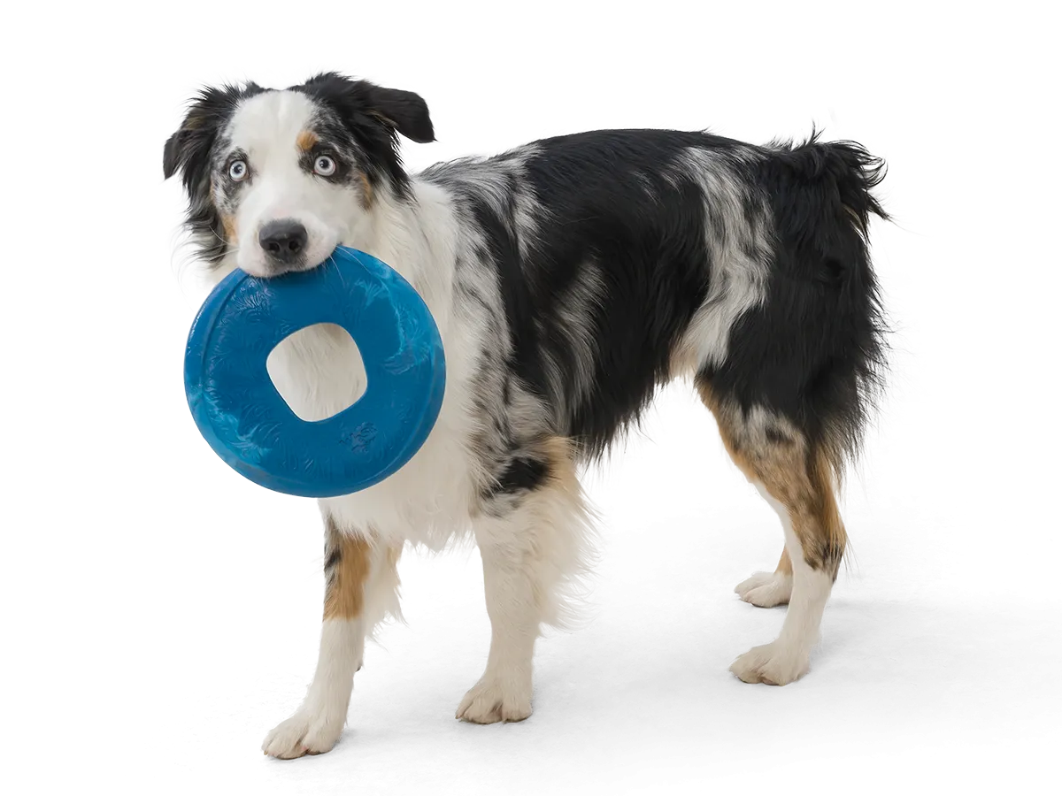 West Paw - Sailz® Dog Flying Disc Fetch Toy