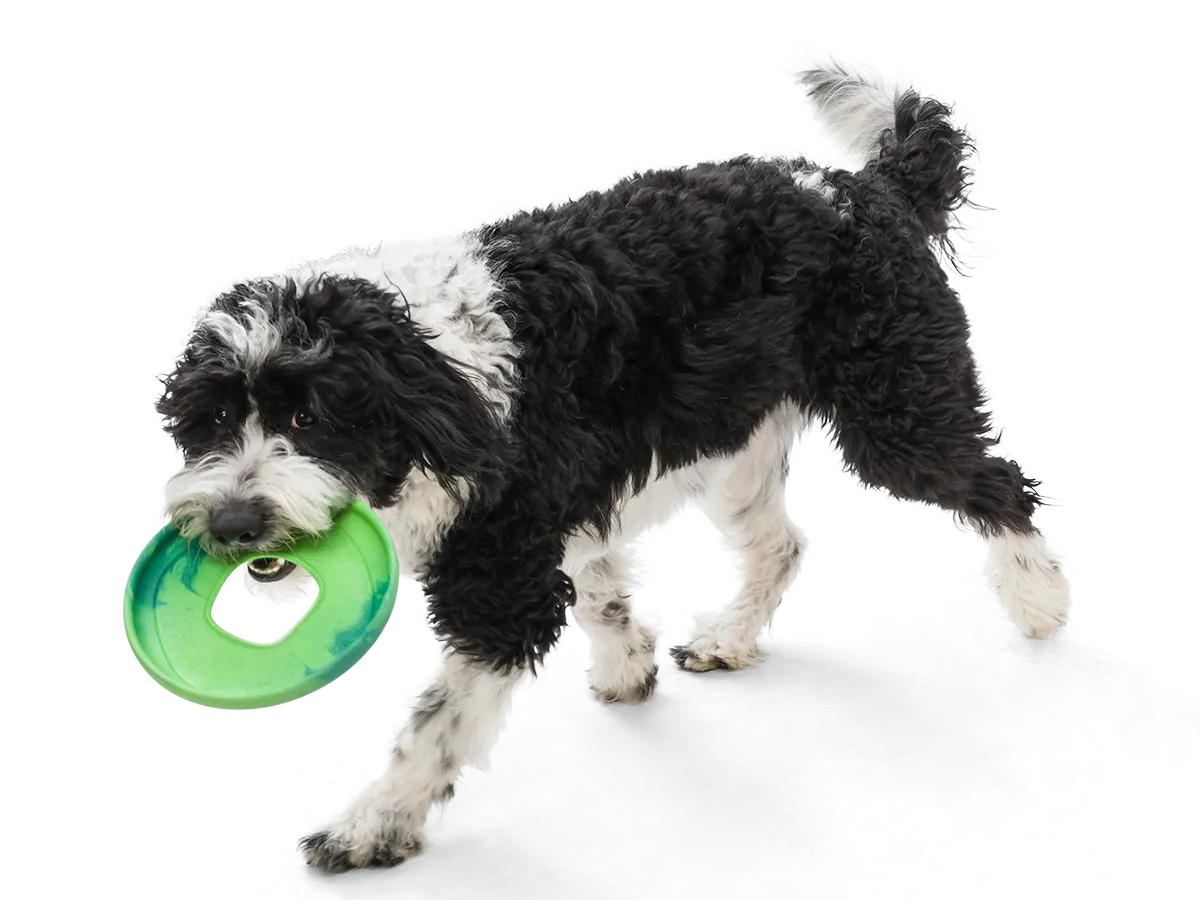 West Paw - Sailz® Dog Flying Disc Fetch Toy